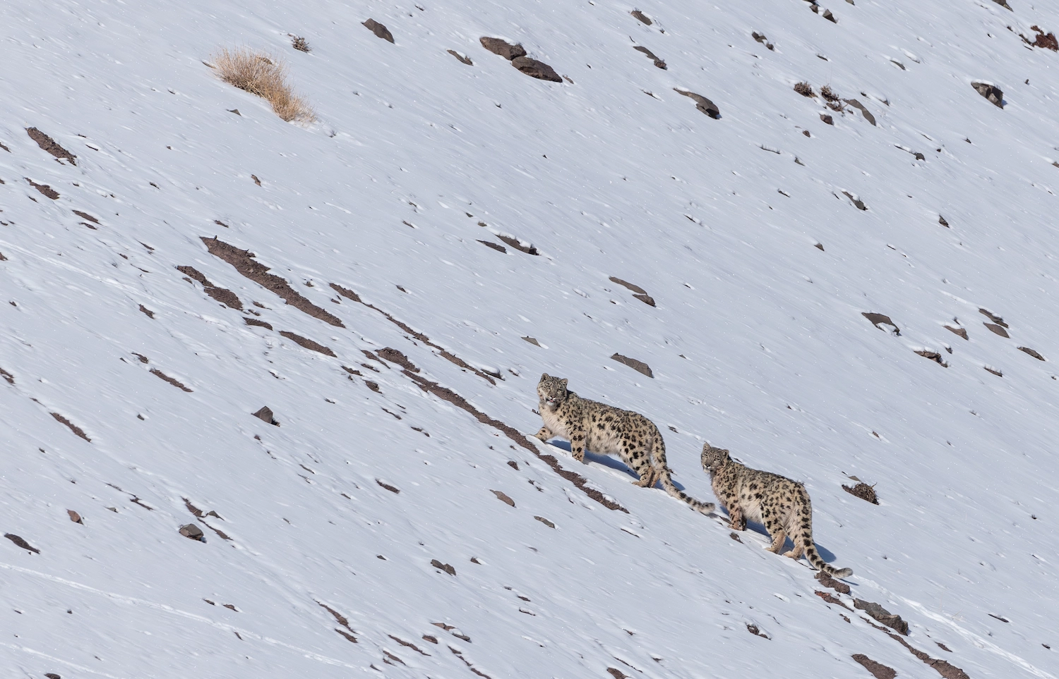 Snow Leopard Expedition In Zanskar Lungnak Valley 